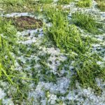 Más de 200 familias afectadas y 140 hectáreas de cultivos dañadas por lluvias y granizadas en Potosí
