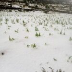 Tormentas de granizo dañan cultivos en ocho municipios de Potosí y se mantiene alerta naranja