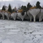 Al menos 15 muertos y casi 800.000 hogares sin electricidad en EEUU por tormenta invernal
