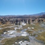 Heladas provocan la muerte de ganado camélido en el sudoeste potosino